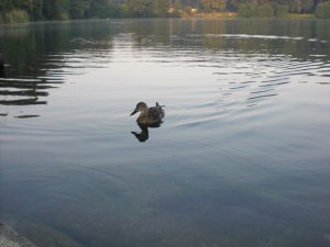 Ente am See